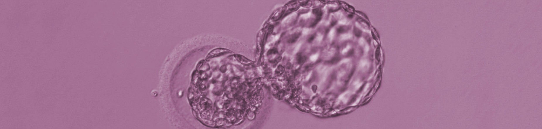 Embryo / Blastocyst Hatching